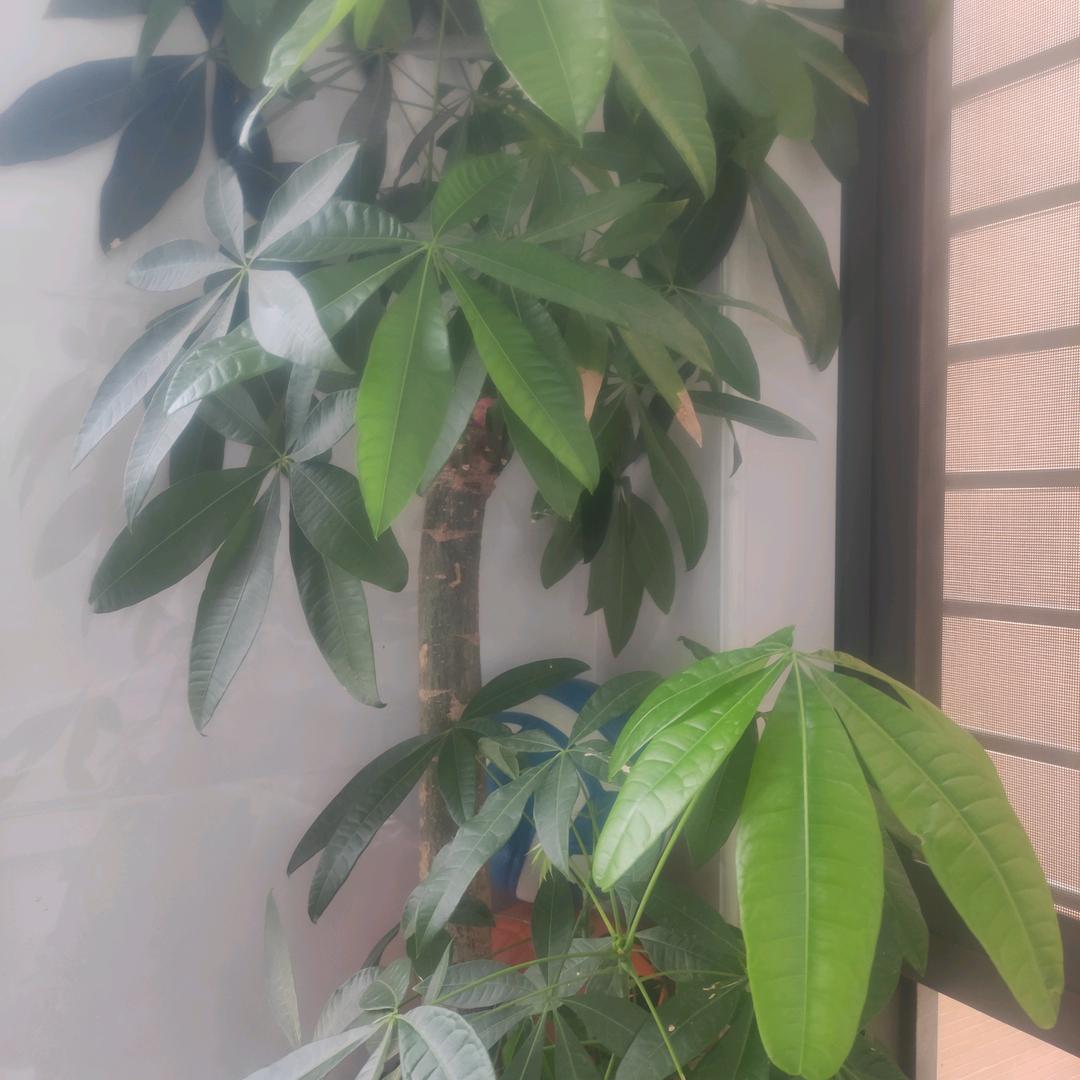 小林好物分享