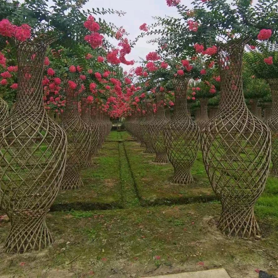 五莲县孙志金盆景苗圃