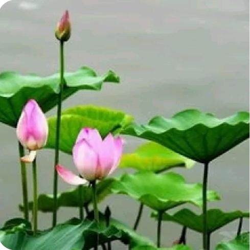 荷花……