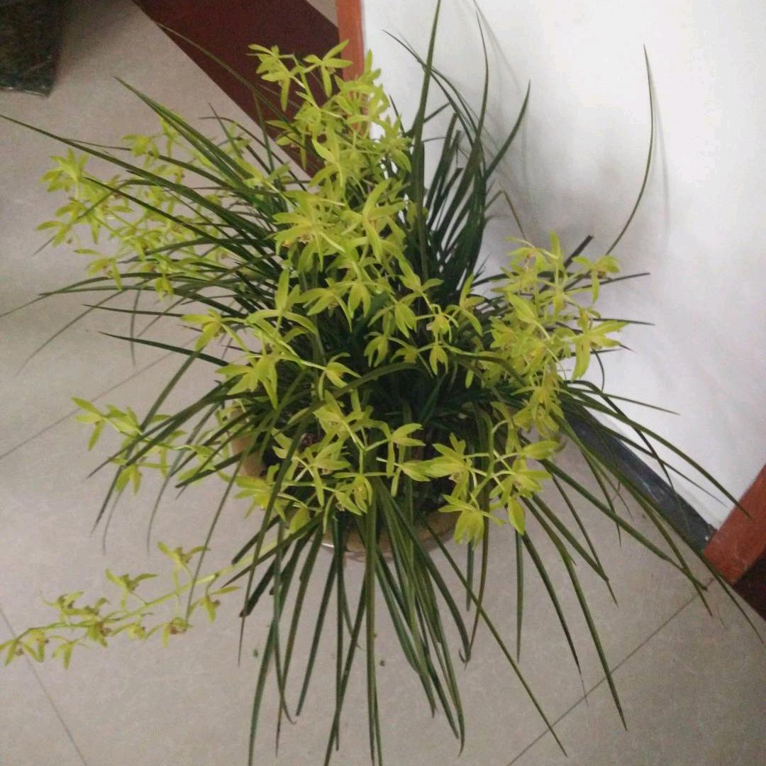 瑞不可挡