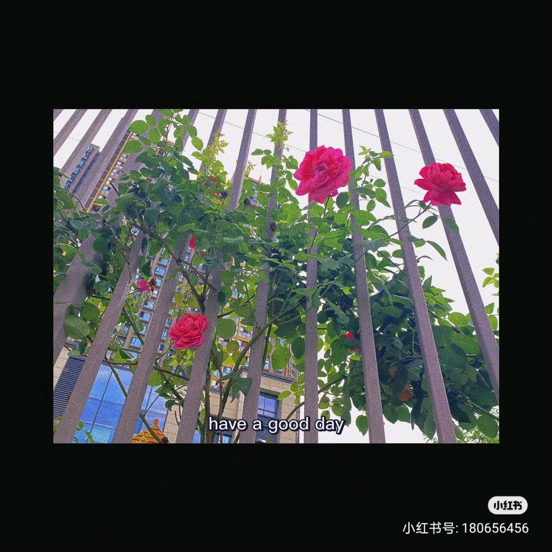 庸人自扰☘️