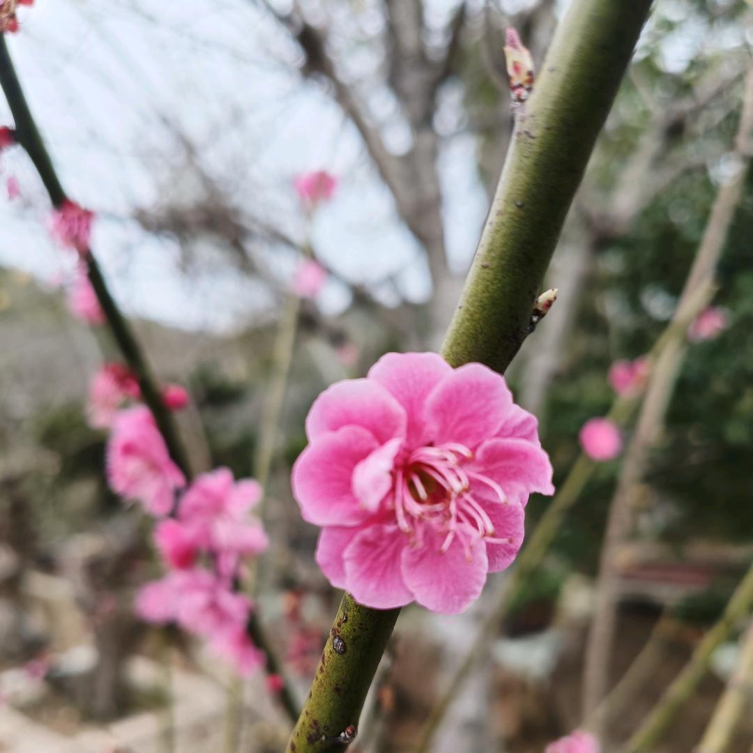 糖
