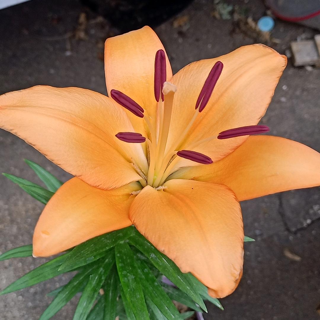 迷茫的追求_