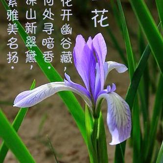 深谷幽兰