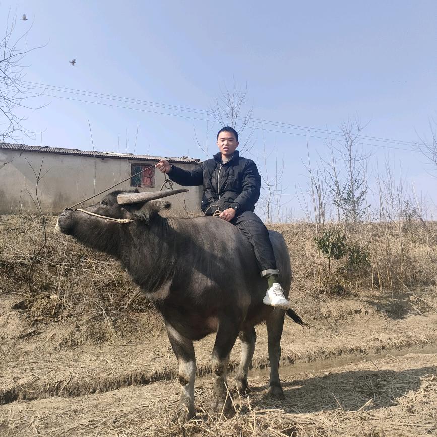 王业财牛业（土水牛肉）