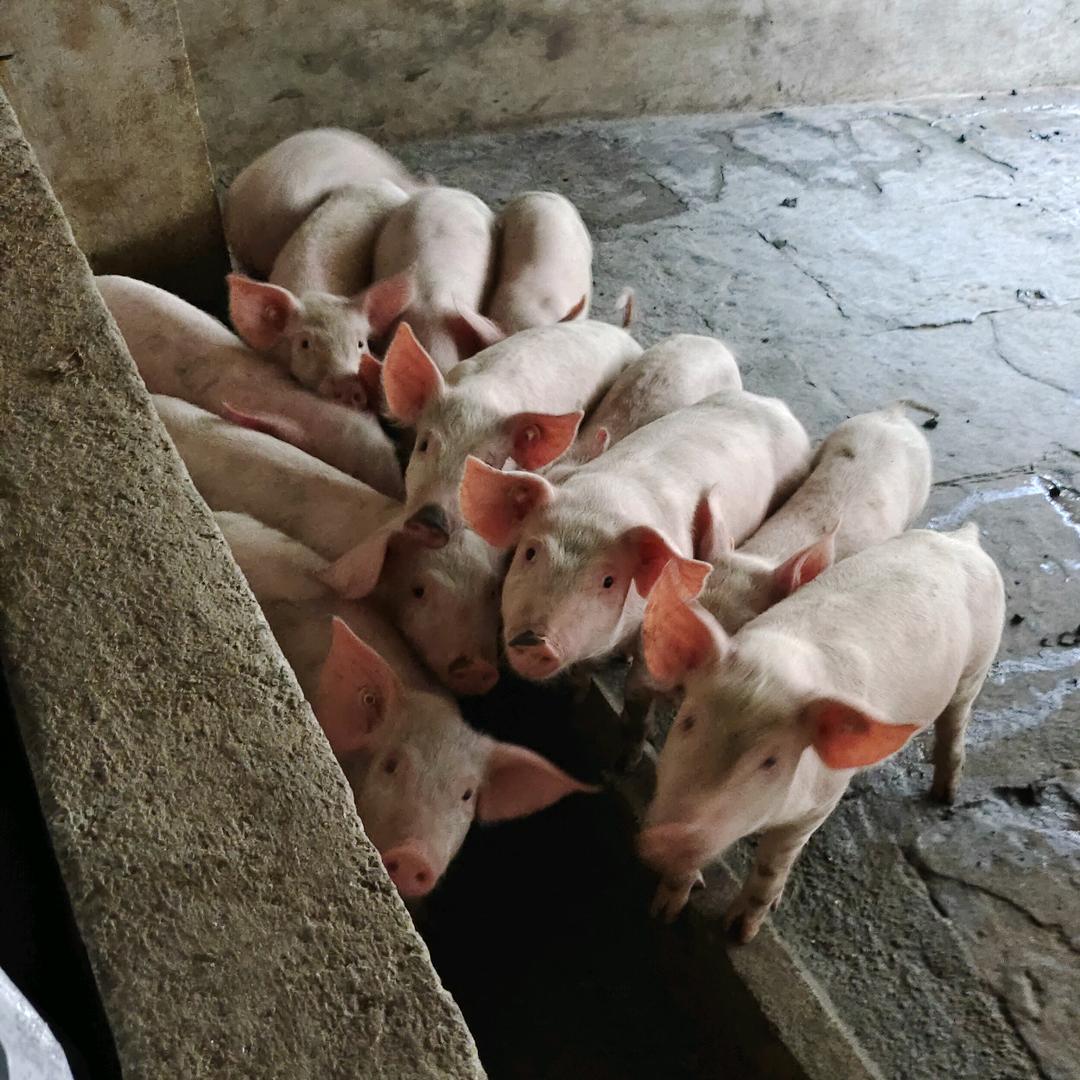 雍溪六角湾养猪场
