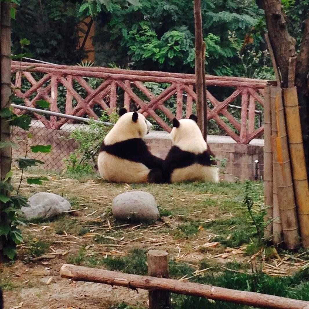 滚滚降级了