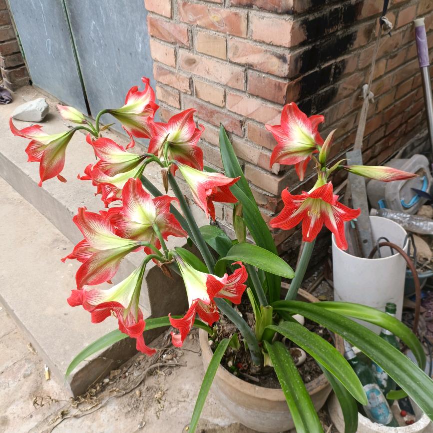 玫瑰🌹