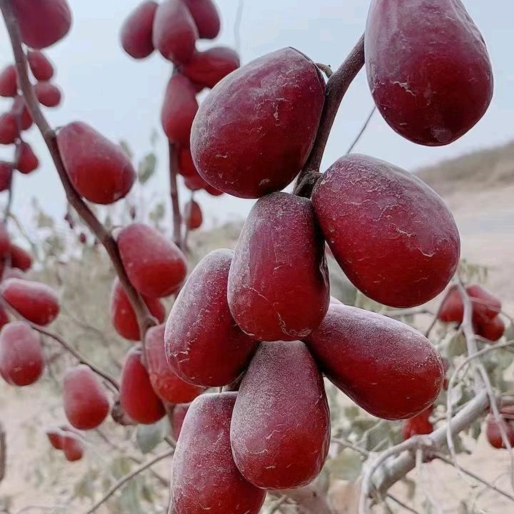 朝鑫干果商行（首播）