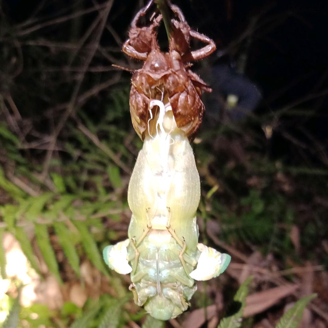 洪雅县爱上虫虫农产品经营部