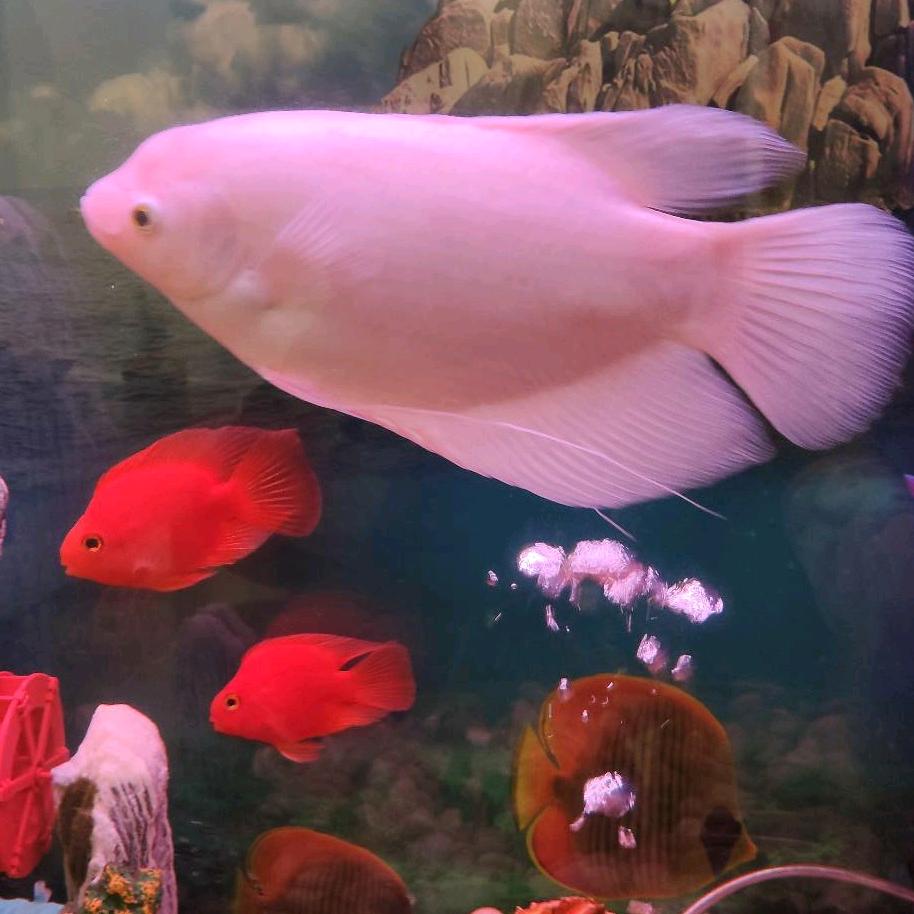 转身一缕清香远