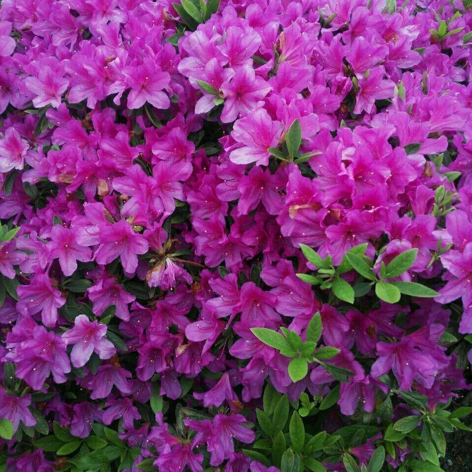 双生花