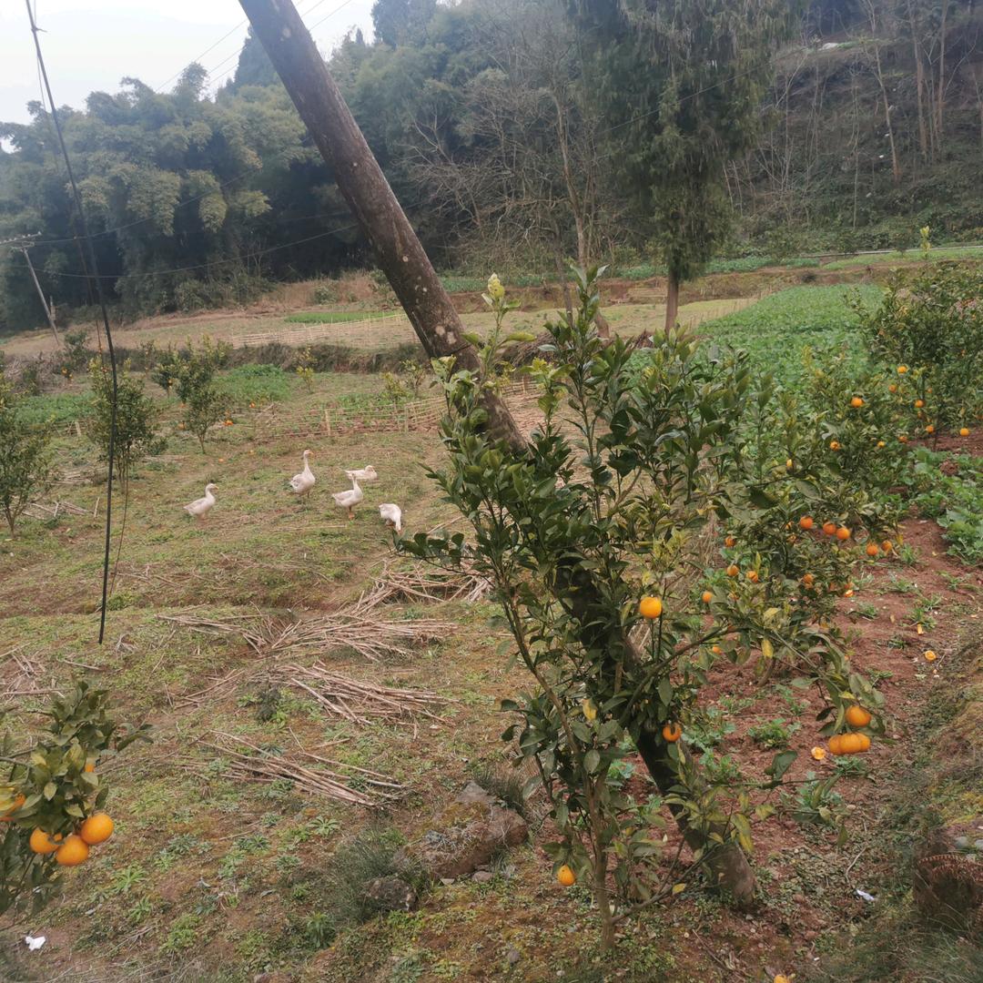 相知∽相惜∽陈李好⊙ω⊙城里好