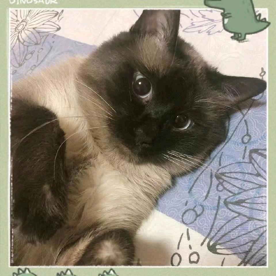 ꦿ꯭王先生