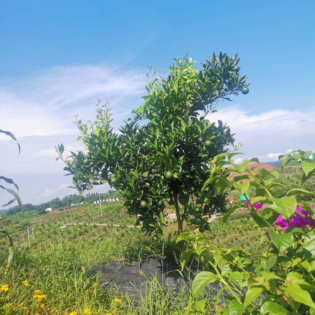 长江首橙
