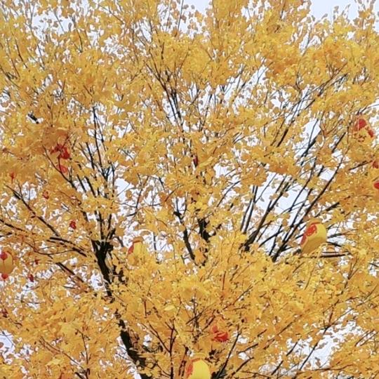 良言未素