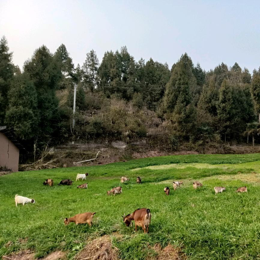 平昌县龙岗镇文海家庭农场