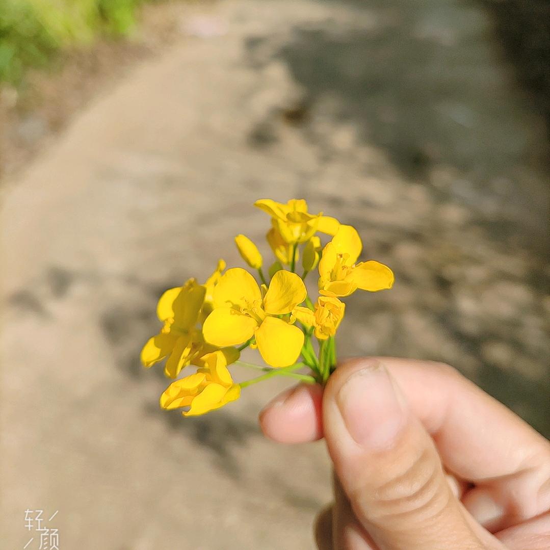 谢 吖 头