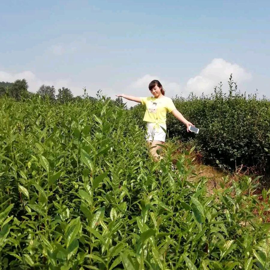 木子