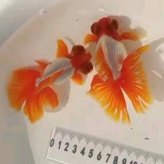 艺涵金鱼养殖