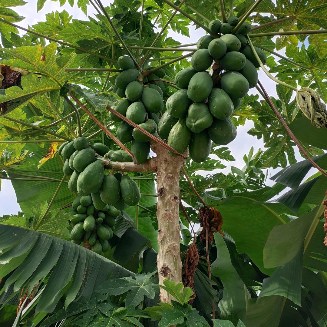 没空听你画大饼