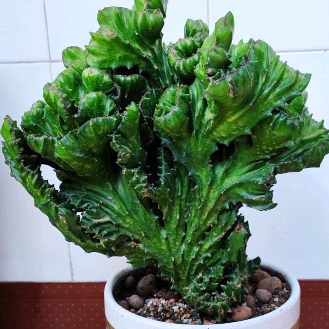 天明了🌵🌳
