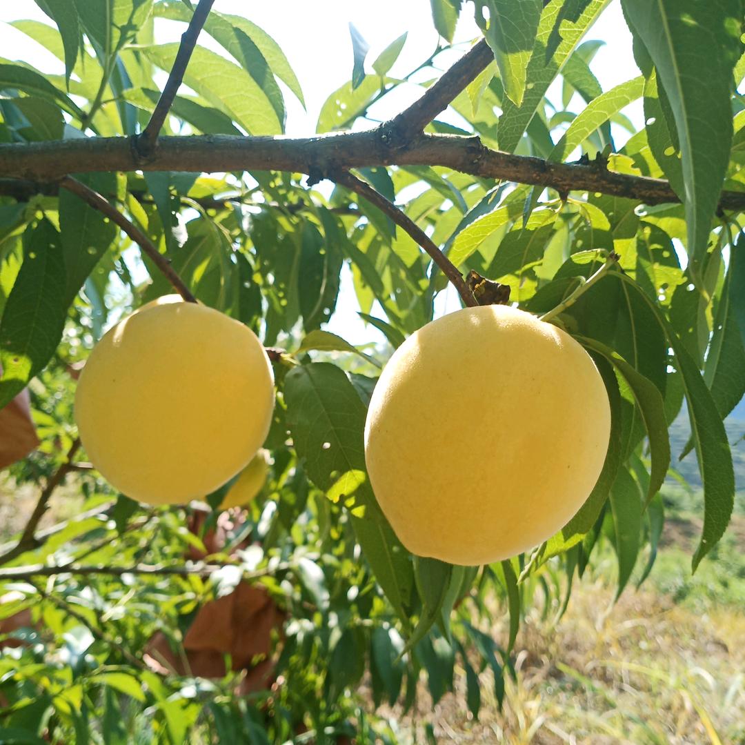 鸿宇果业