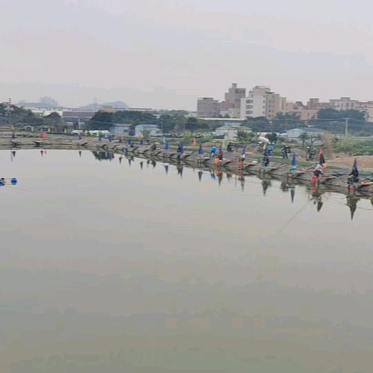 里水镇大石沥美钓场刘大叔