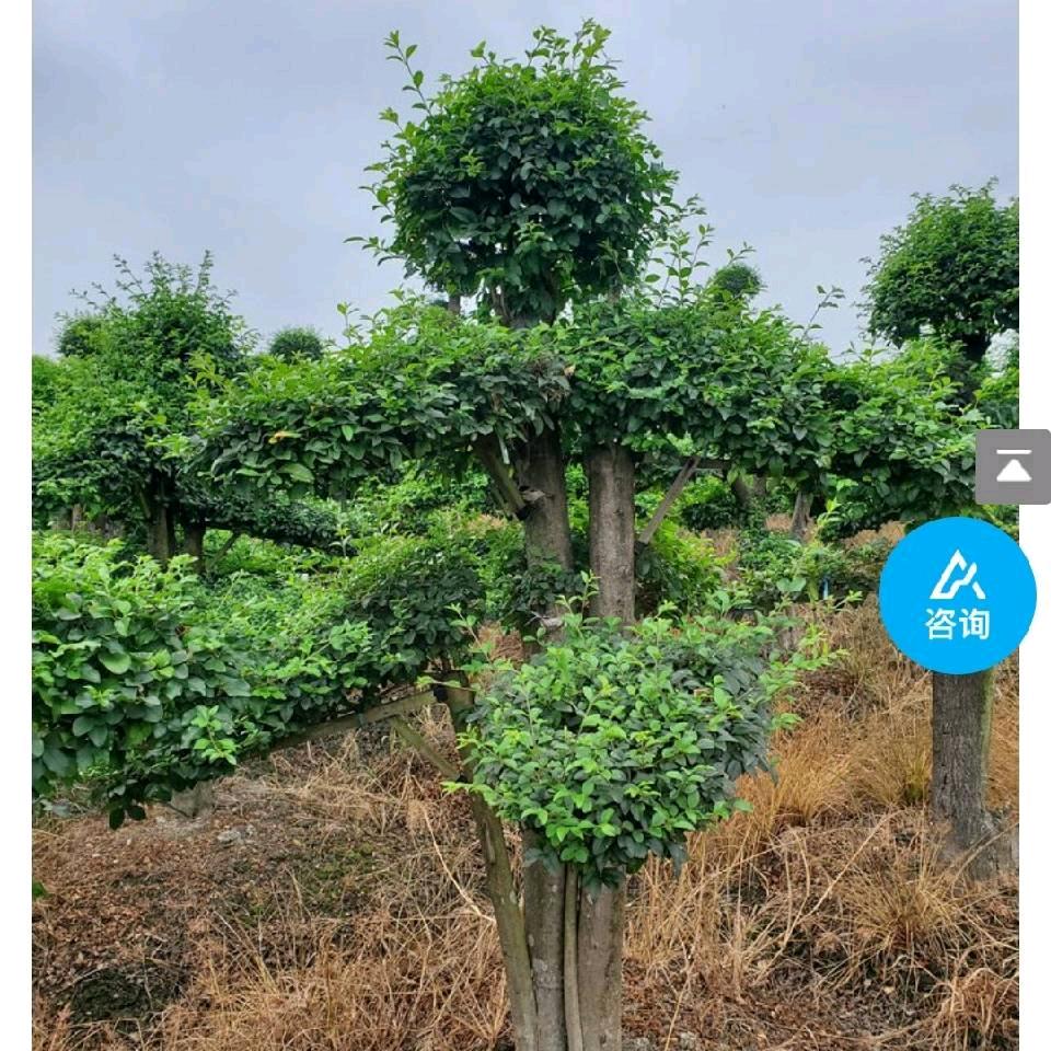常州夏溪小张园艺