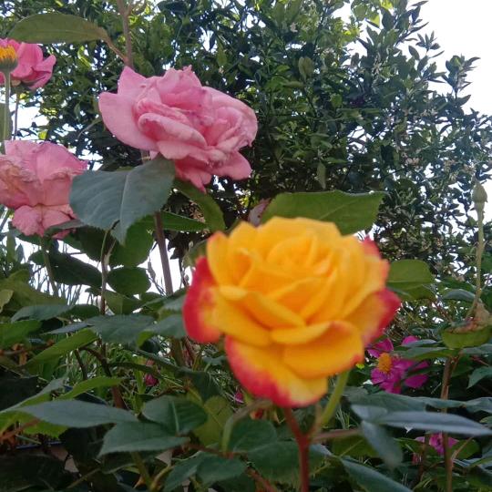 相亲相爱一家人