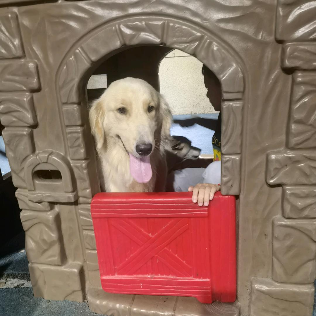 贝儿的生活日常