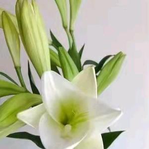 沁水百合花🌷