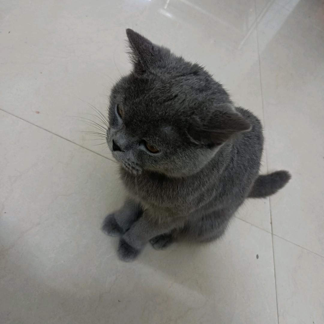 勇敢牛牛