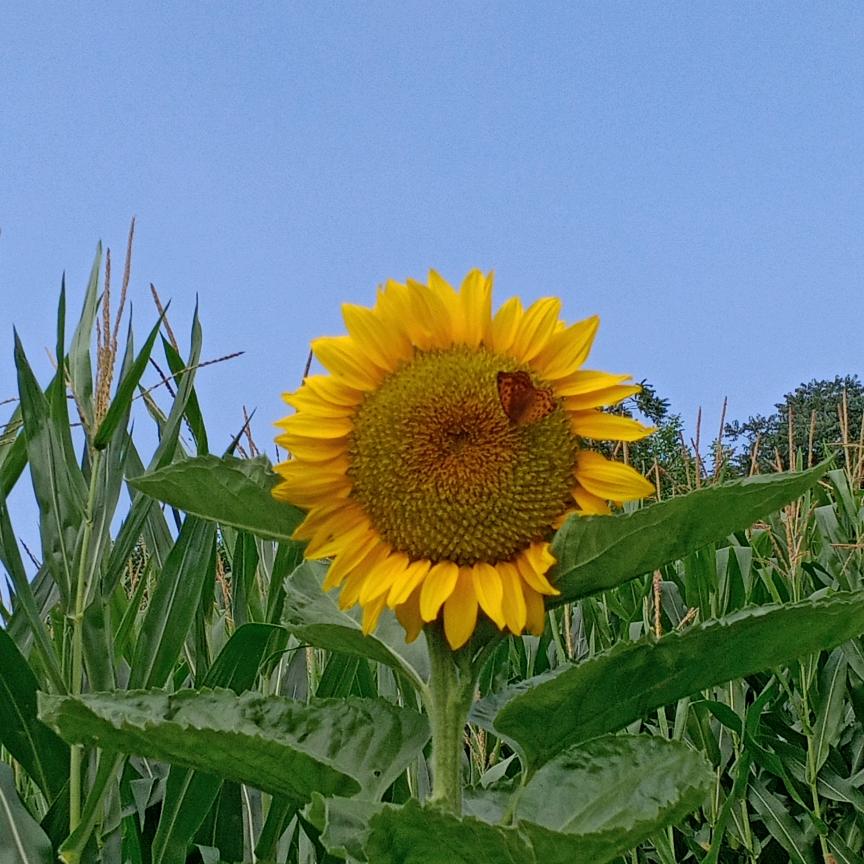 韦小宝