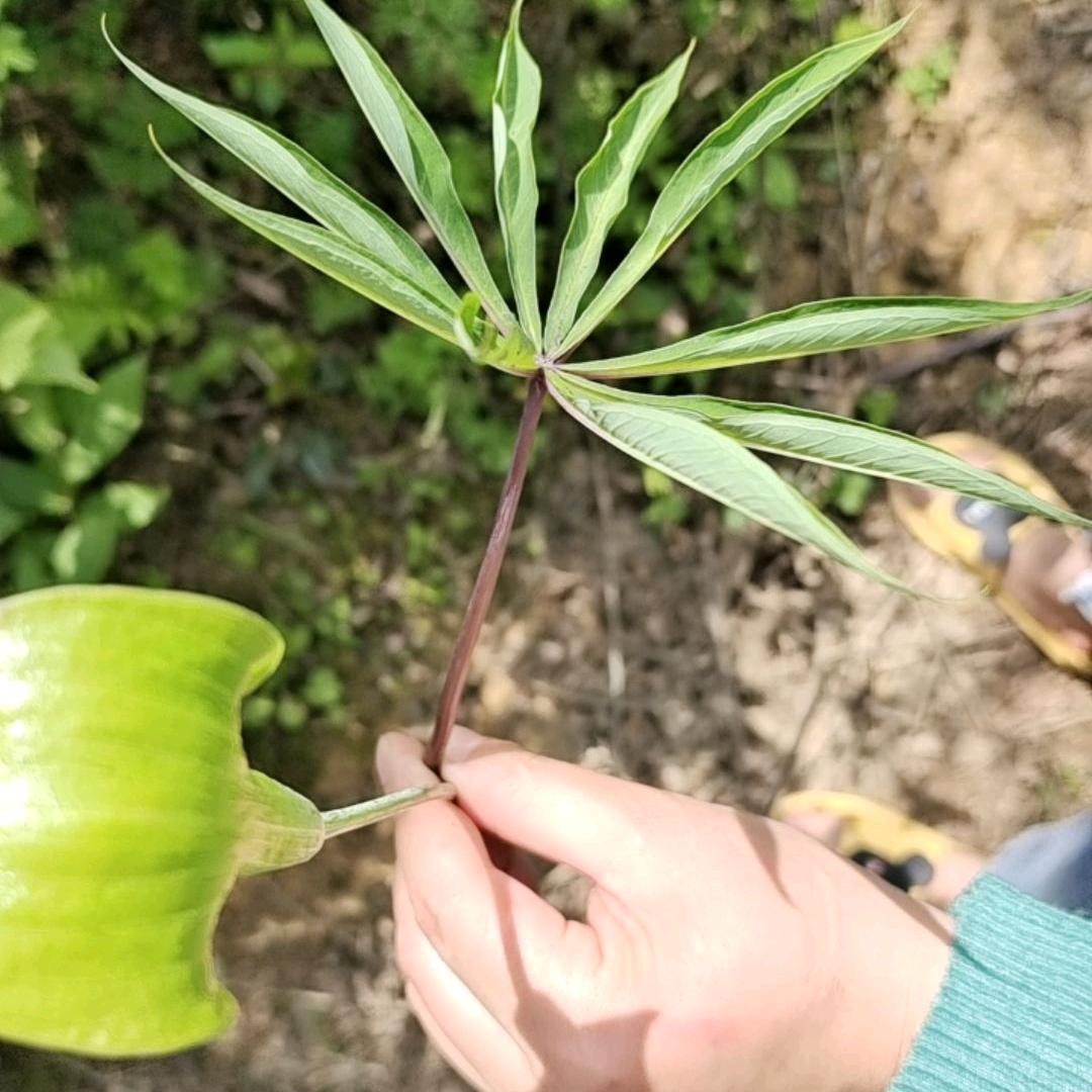 用户4261937628364雨过天晴。