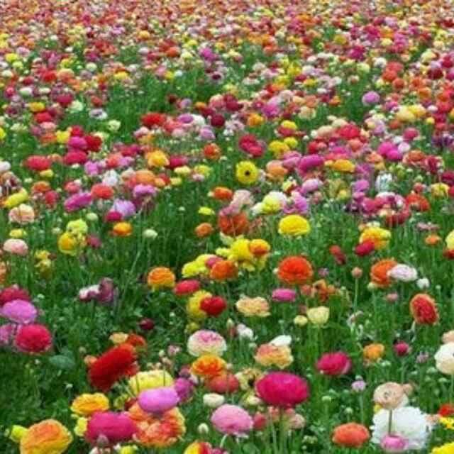 果蔬花卉