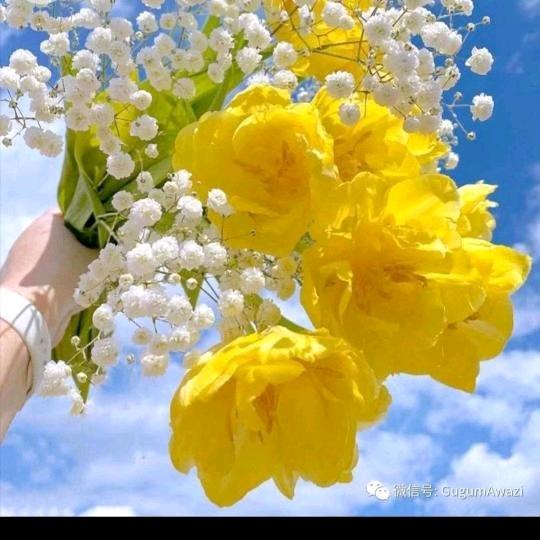 asigul