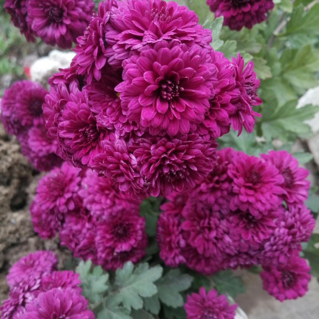 多木森