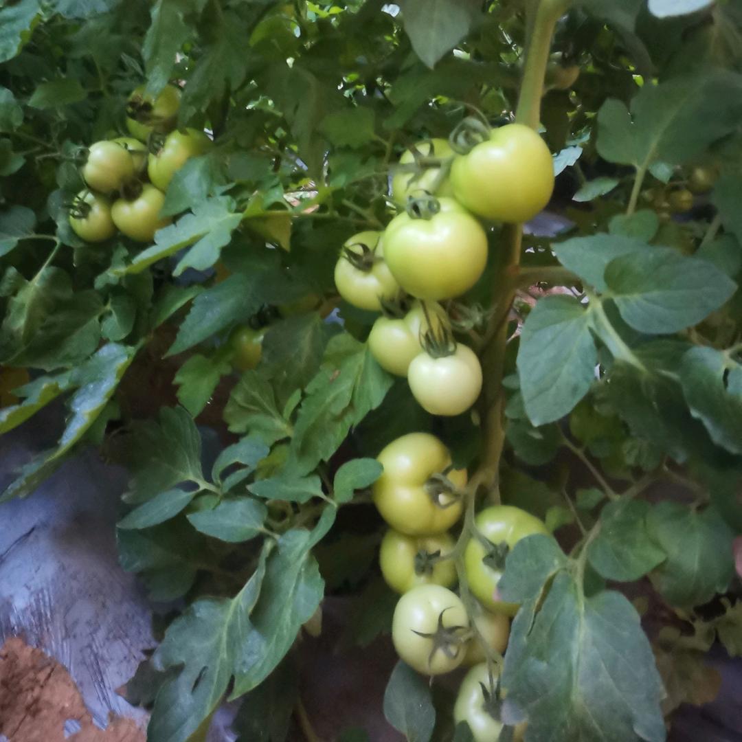 用户199911淡抹初夏6462