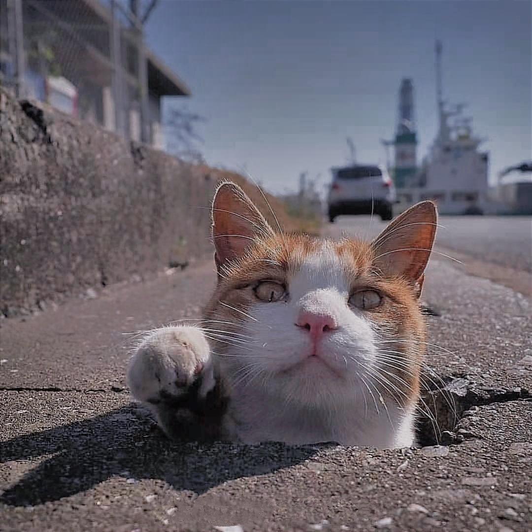 张了个张🤓(钢牙版)