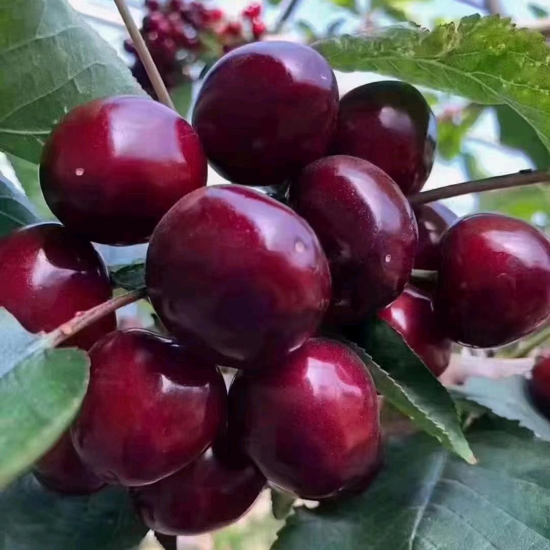 后二十里水果批发