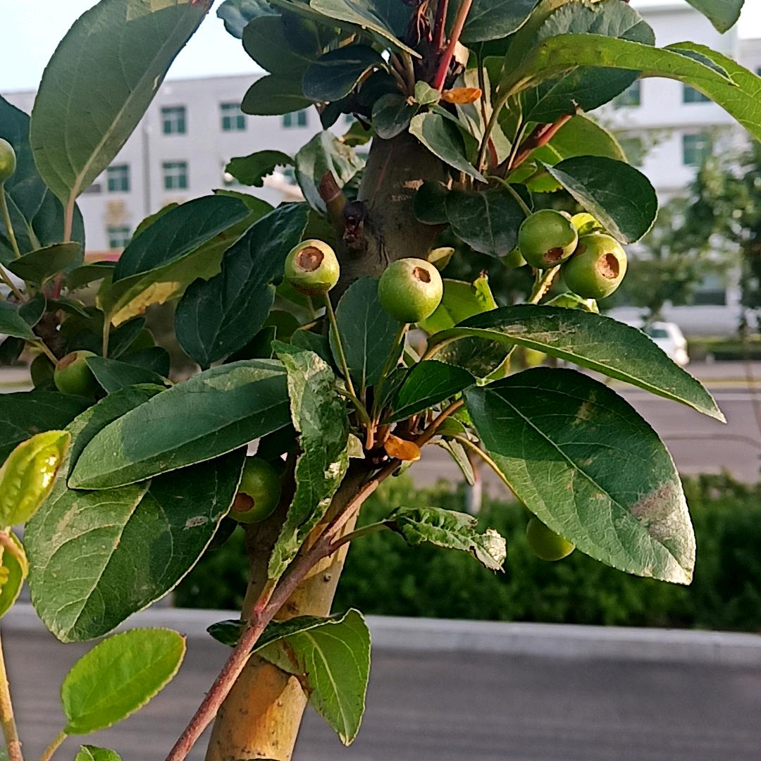美美~牛家寨炫舞鼓乐团