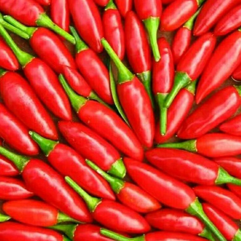 红辣椒