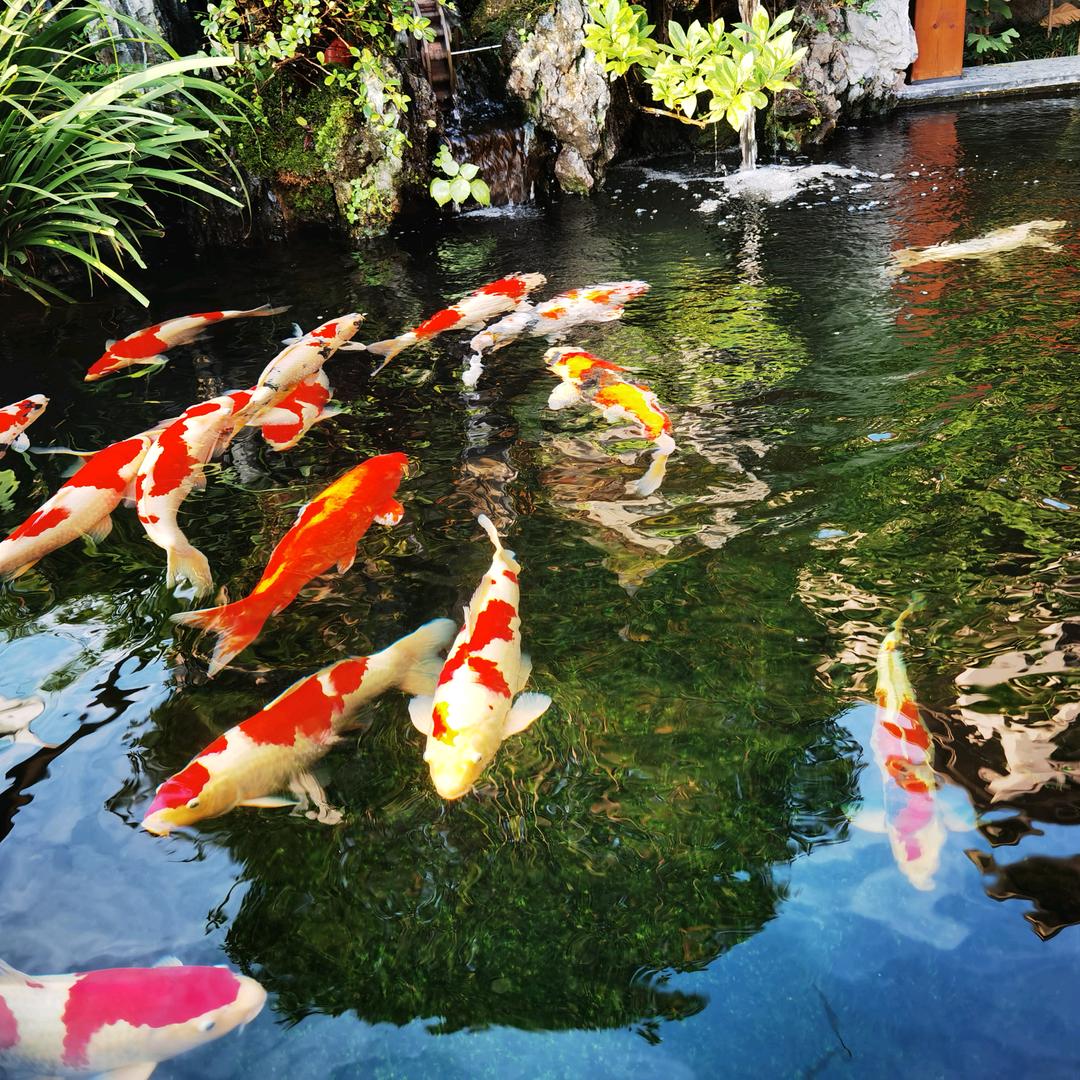 相伴🈶鲤