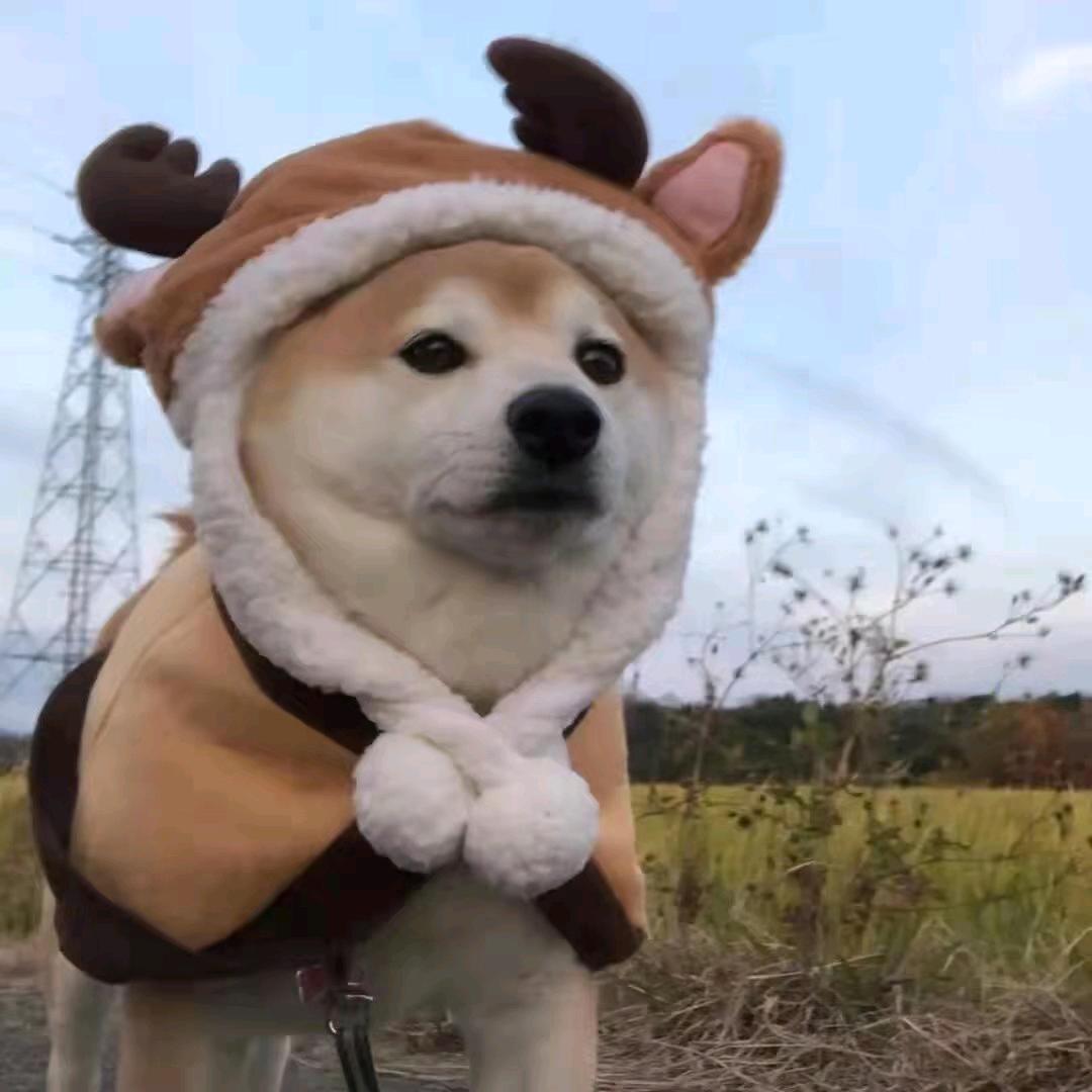 樵木