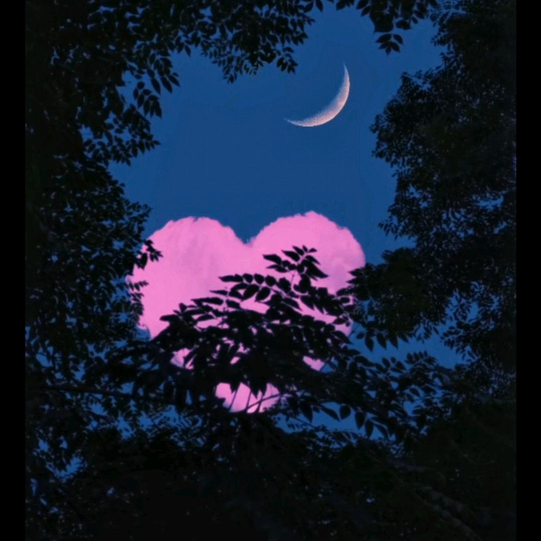 梅花三弄✨