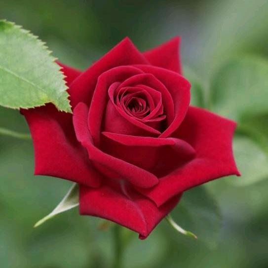 秀秀🌹