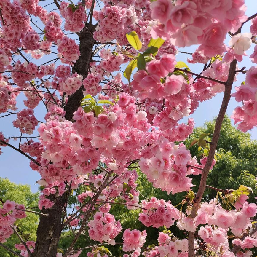 知足常乐笑口常开