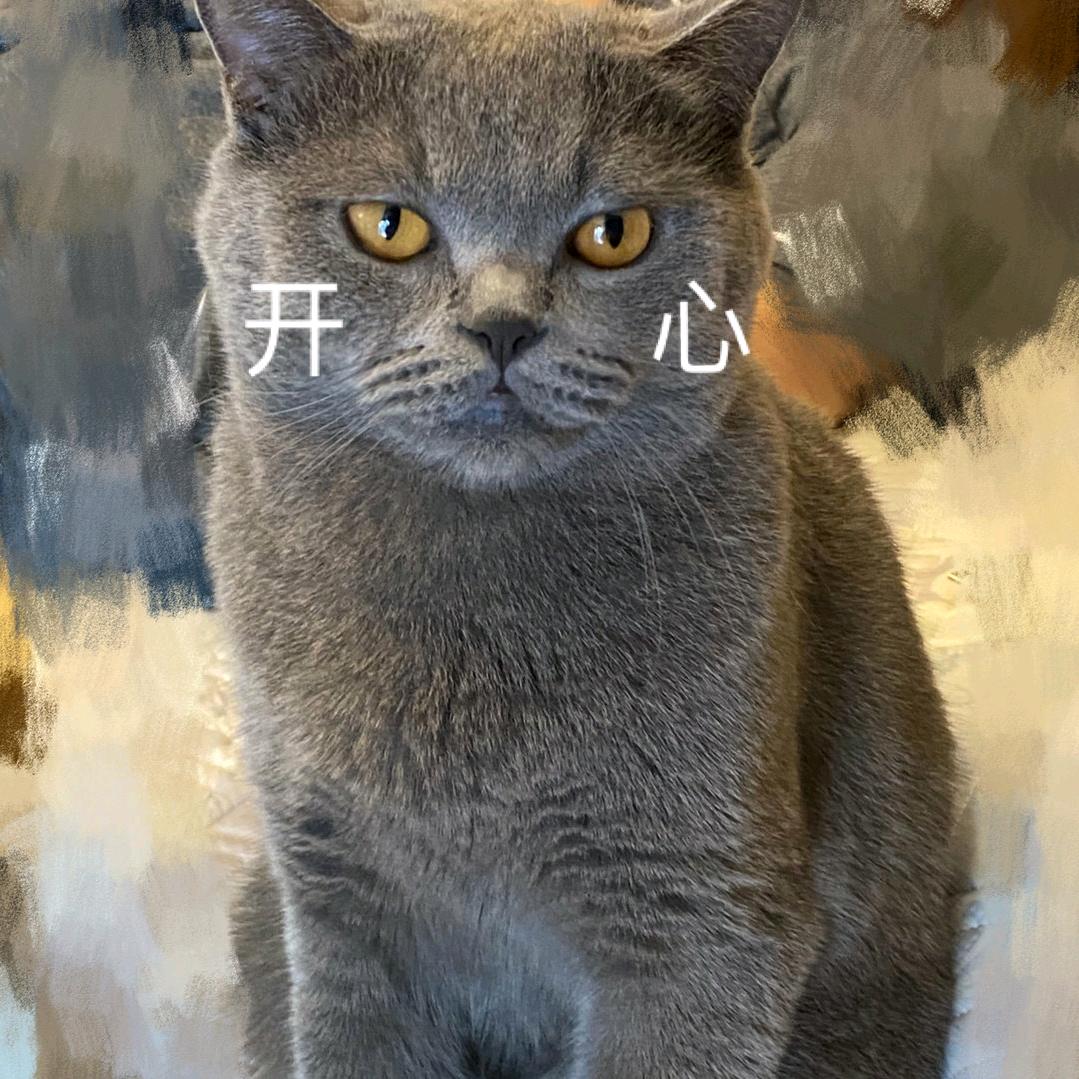 圆宝是只懒猫