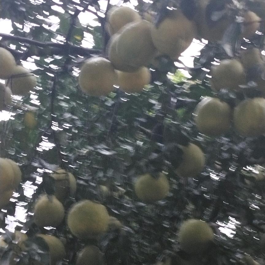 黄龙病药粉批发零售
